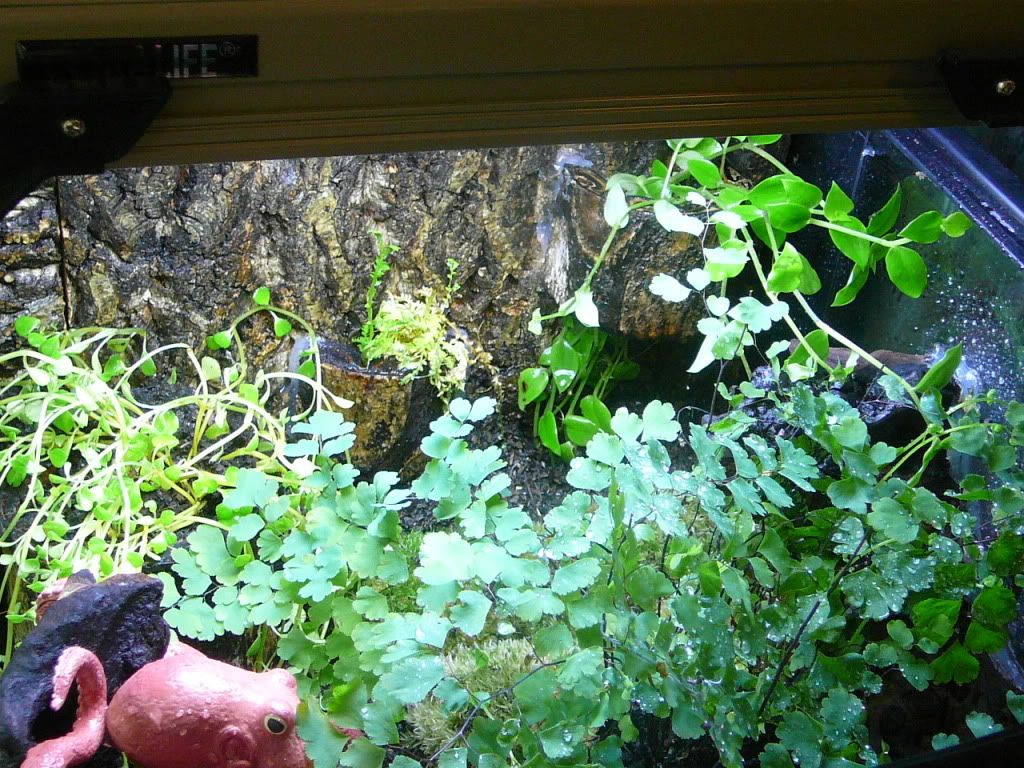 PNW Tree Octopus habitat! Dendroboard